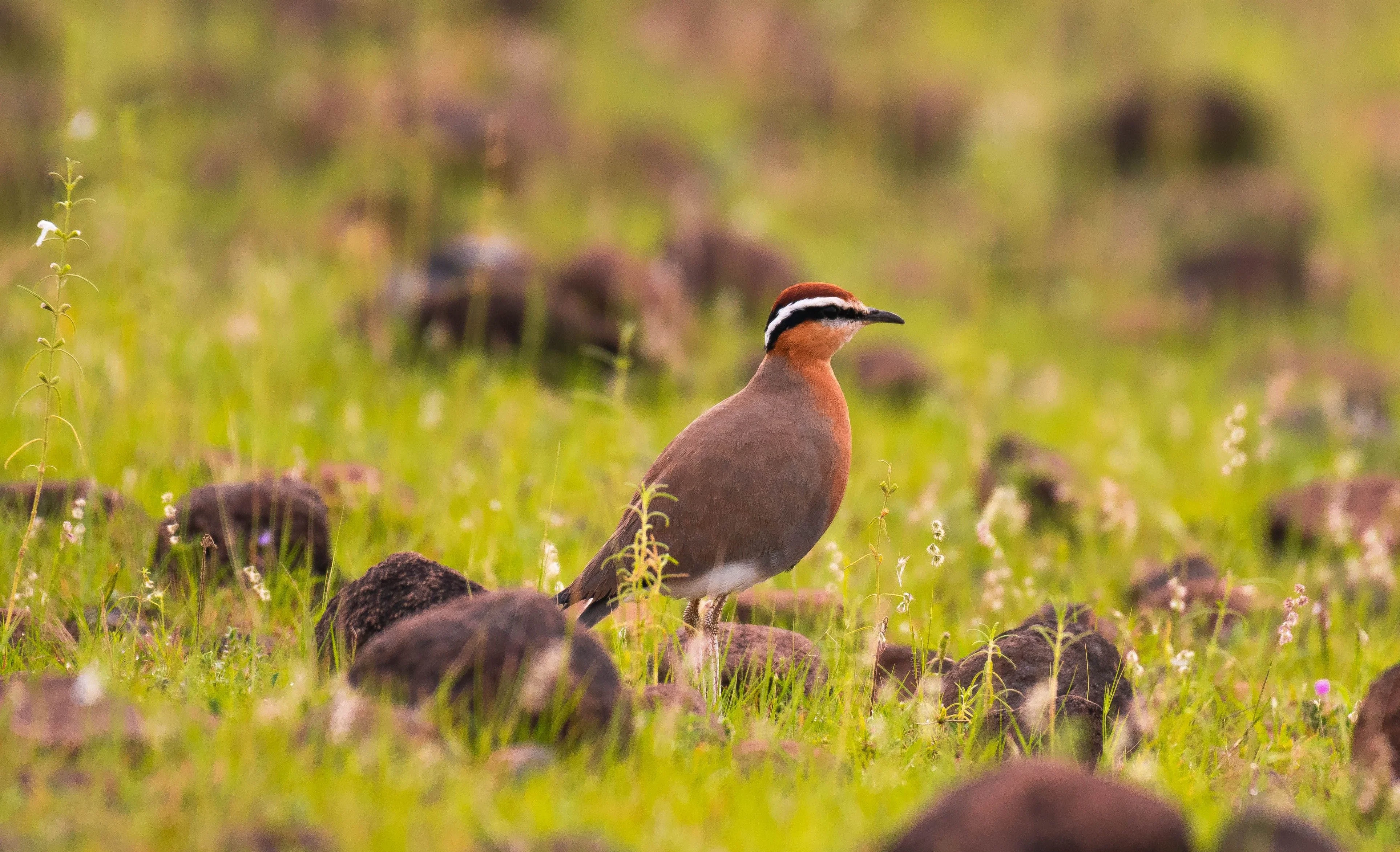 Cream-colored Courser in a grassy, stony landscape